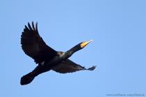Kormoran